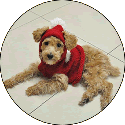 チョクリー_イメージ